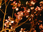 大阪夜景181：桜ノ宮：造幣局桜の通り抜け