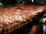 大阪夜景183：桜ノ宮：桜ノ宮公園の夜桜
