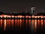 大阪夜景184：桜ノ宮：桜ノ宮公園の夜桜