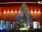 大阪夜景202：梅田：HEPのクリスマスツリー
