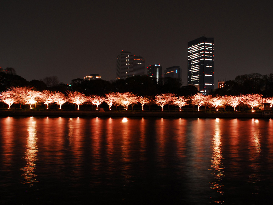 大阪 桜ノ宮：桜ノ宮公園の夜桜3